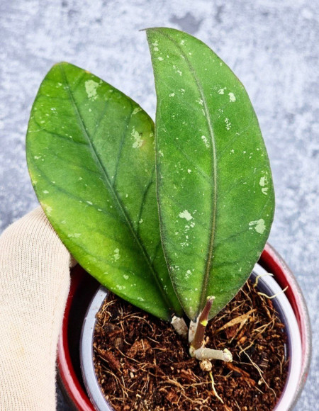 Hoya Sp Aceh Hoya Sp Aceh