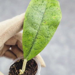 Hoya Forbesii Silver 