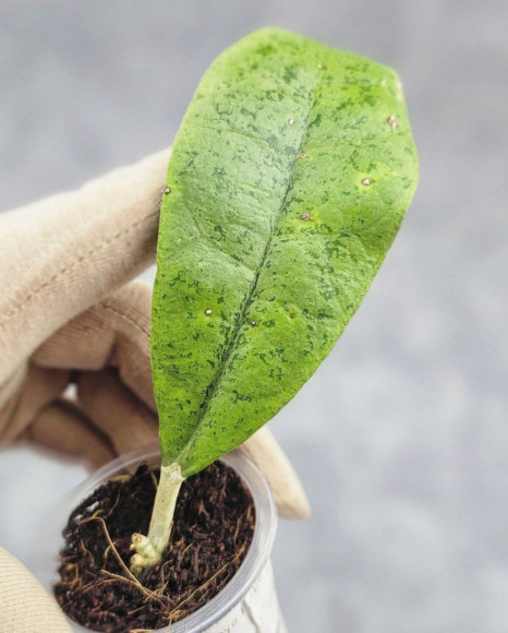 Hoya Forbesii Silver Hoya Forbesii Silver