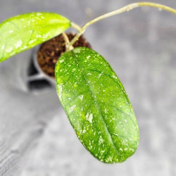 Hoya Deykeae Sumatera