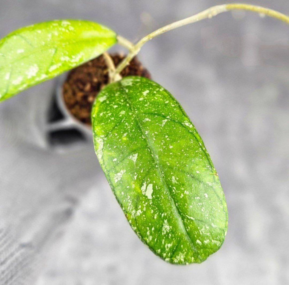 Hoya Deykeae Sumatera Hoya Deykeae Sumatera