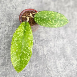 Hoya Sp. Aceh Embun Madu 