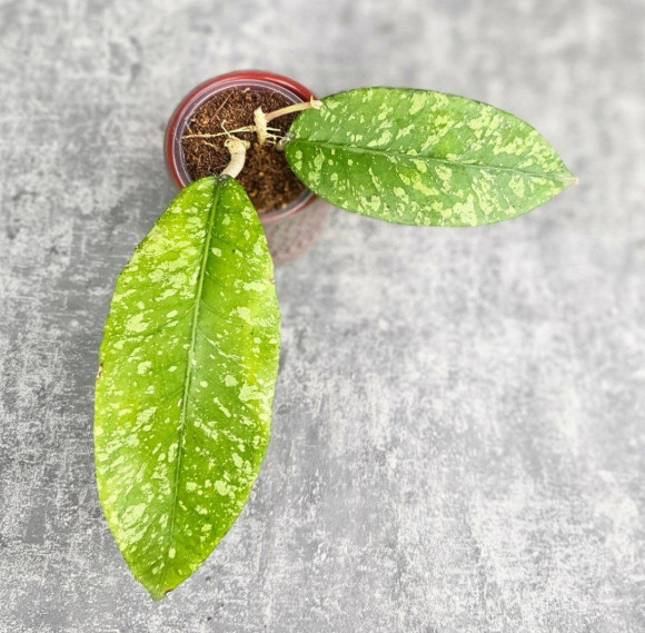 Hoya Sp. Aceh Embun Madu Hoya Sp. Aceh Embun Madu