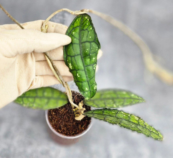 Hoya Clemensiorum Aceh #034 