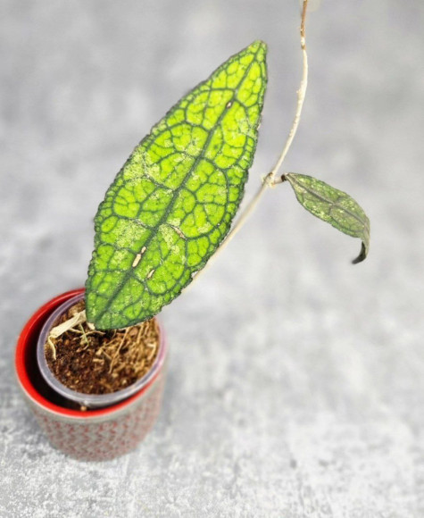 Hoya Clemensiorum Aceh ar #149