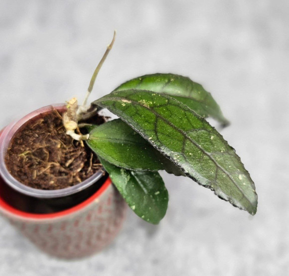 Hoya Clemensiorum Dark Leaf Hoya Clemensiorum Dark Leaf