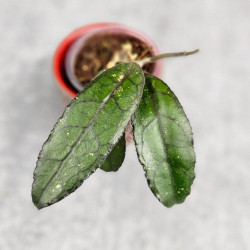 Hoya Clemensiorum Dark Leaf    