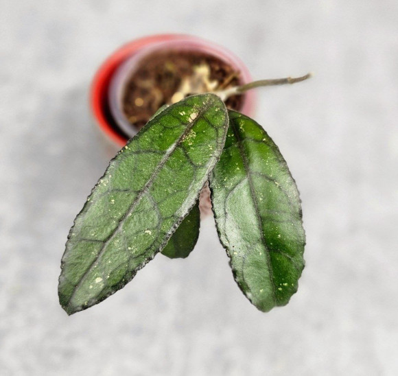 Hoya Clemensiorum Dark Leaf Hoya Clemensiorum Dark Leaf