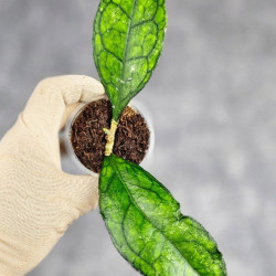 Hoya Clemensiorum Sarawak #002 