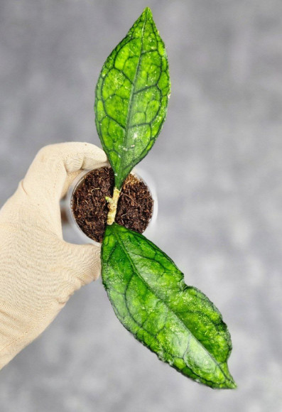 Hoya Clemensiorum Sarawak #002 Hoya Clemensiorum Sarawak #002