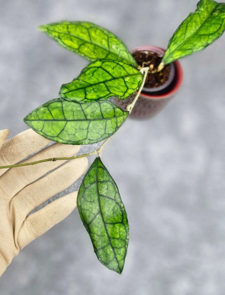 Hoya Clemensiorum Sarawak #002 