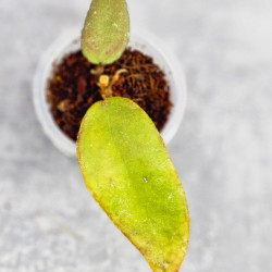 Hoya Caudata Aceh Red Leaf  