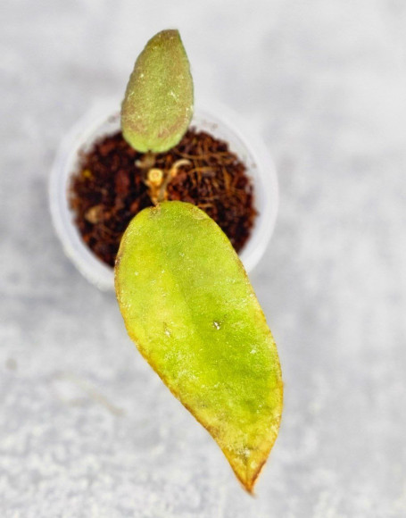 Hoya Caudata Aceh Red Leaf Hoya Caudata Aceh Red Leaf