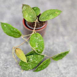 Hoya Caudata Aceh  High Splash  
