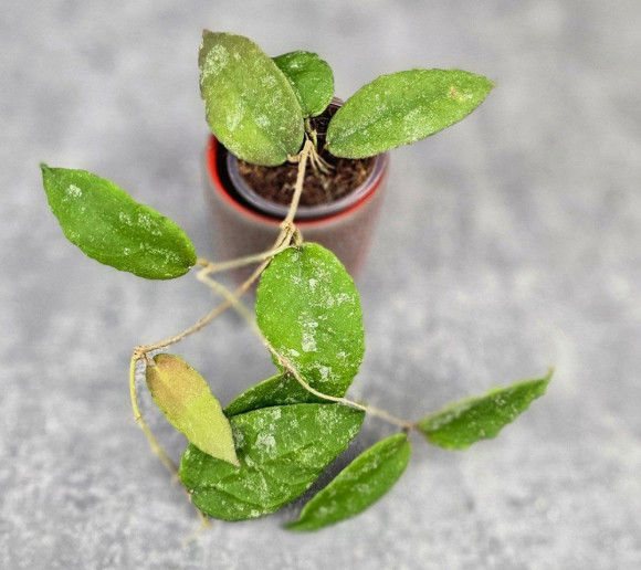 Hoya Caudata Aceh High Splash Hoya Caudata Aceh High Splash