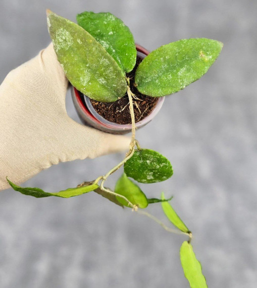 Hoya Caudata Aceh High Splash Hoya Caudata Aceh High Splash