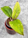 Hoya Sp Aceh 