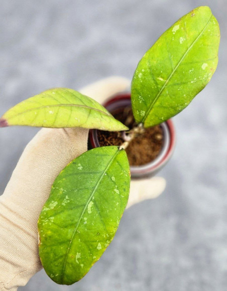 Hoya Sp Aceh Hoya Sp Aceh