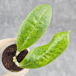 Hoya Forbesii Silver 