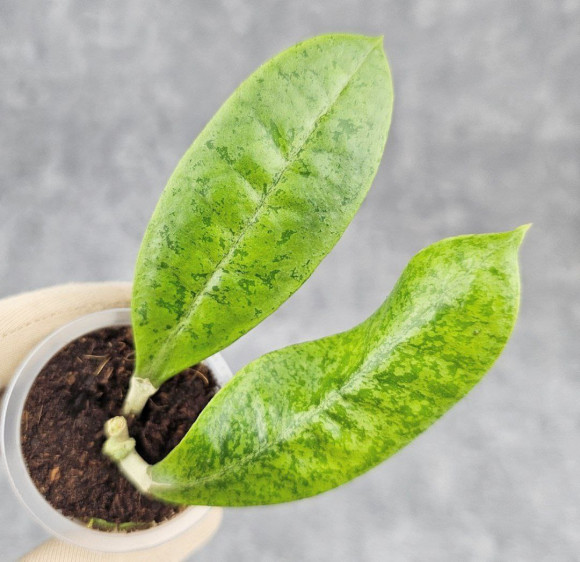 Hoya Forbesii Silver Hoya Forbesii Silver