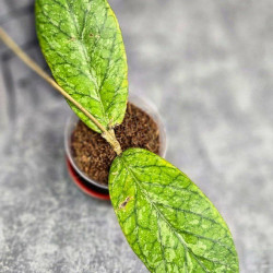 Hoya Sp. Tanggamus High Splash 