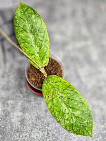 Hoya Sp. Tanggamus High Splash Hoya Sp. Tanggamus High Splash
