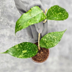 Hoya Sp. Aceh Embun Madu 