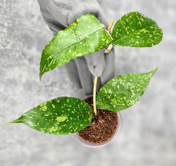 Hoya Sp. Aceh Embun Madu 