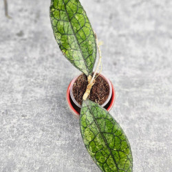 Hoya Clemensiorum Aceh #003                 