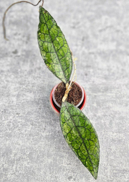 Hoya Clemensiorum Aceh #003                 