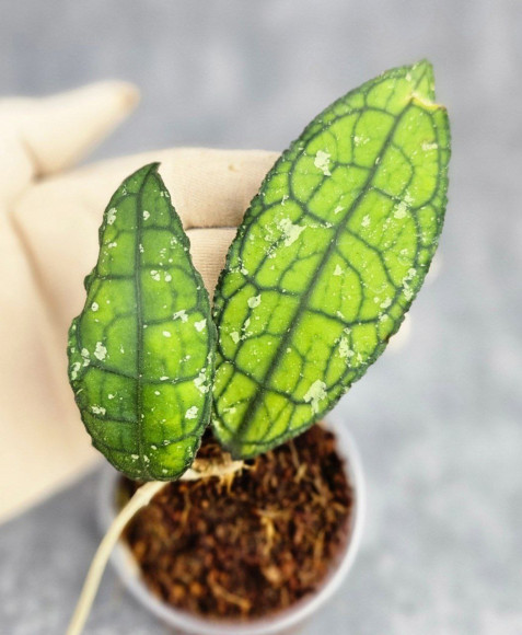 Hoya Clemensiorum Aceh #034  