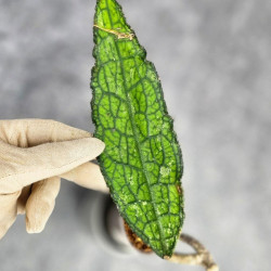 Hoya Clemensiorum Aceh ar #150