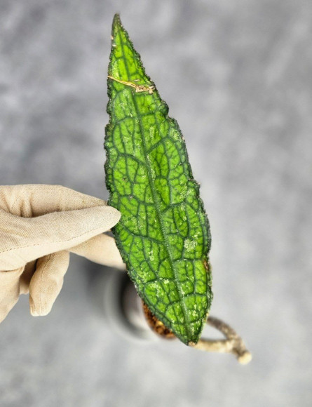 Hoya Clemensiorum Aceh ar #150