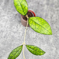 Hoya Clemensiorum Sarawak #002 