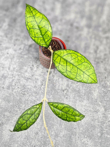 Hoya Clemensiorum Sarawak #002 