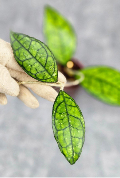 Hoya Clemensiorum Sarawak #002 Hoya Clemensiorum Sarawak #002