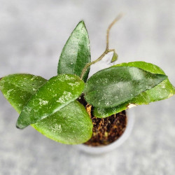 Hoya Caudata Aceh Red Leaf 