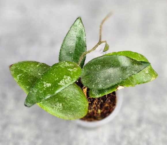Hoya Caudata Aceh Red Leaf Hoya Caudata Aceh Red Leaf