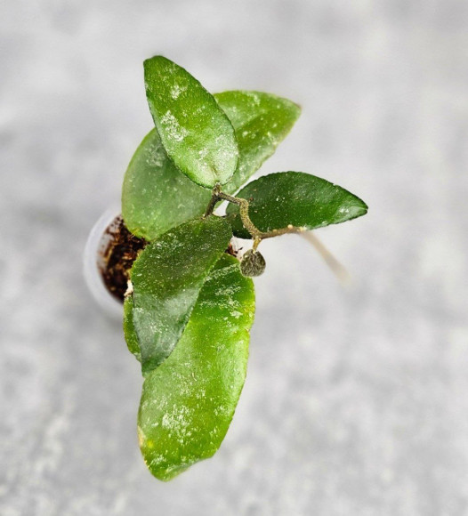 Hoya Caudata Aceh Red Leaf Hoya Caudata Aceh Red Leaf