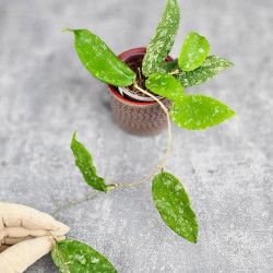 Hoya Caudata Aceh  High Splash  