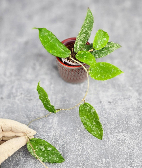 Hoya Caudata Aceh High Splash Hoya Caudata Aceh High Splash