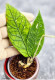 Hoya Sp Aceh 
