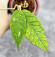 Hoya Sp Aceh 