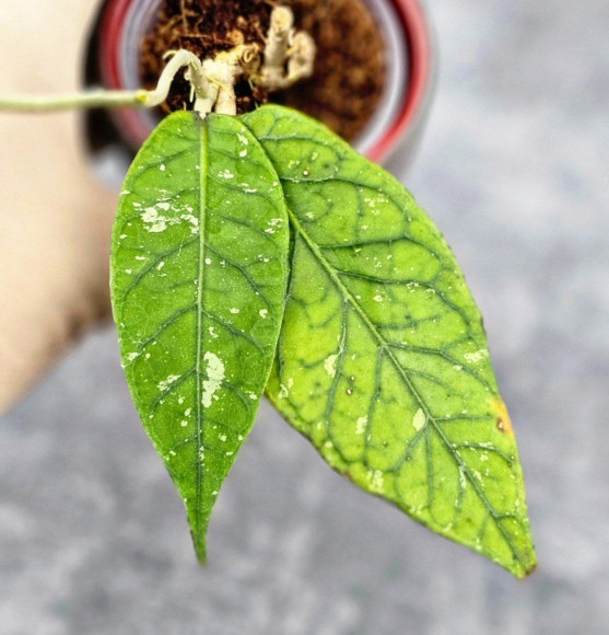 Hoya Sp Aceh Hoya Sp Aceh