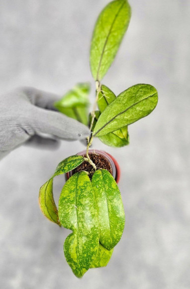 Hoya Forbesii Aceh Splash