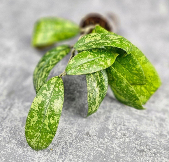 Hoya Forbesii Aceh Splash