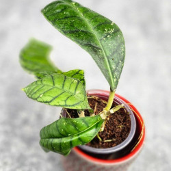 Hoya Calistophylla New Venus