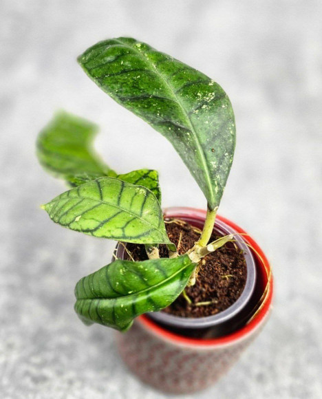 Hoya Calistophylla New Venus Hoya Calistophylla New Venus