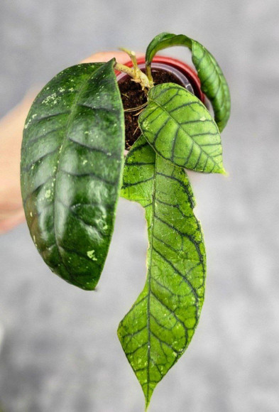 Hoya Calistophylla New Venus Hoya Calistophylla New Venus