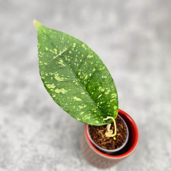 Hoya Sp. Aceh Embun Madu 